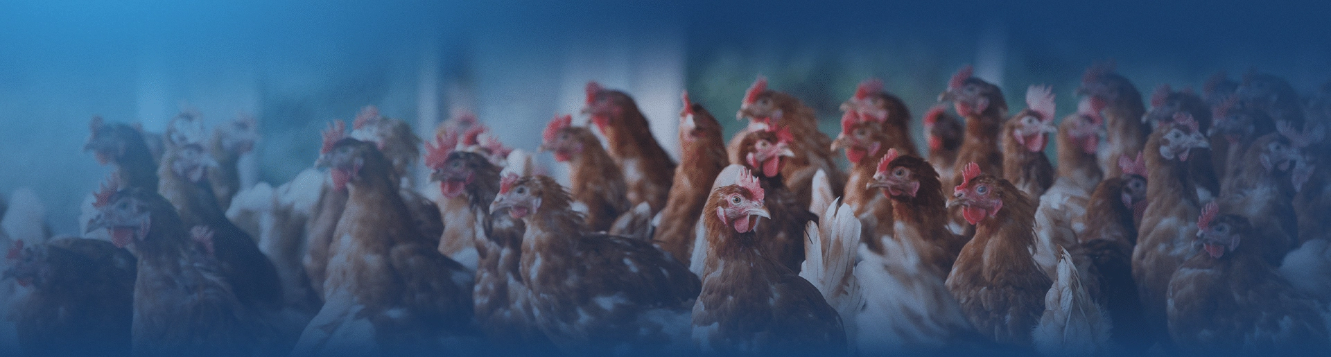 blog_header_chicken-modeling