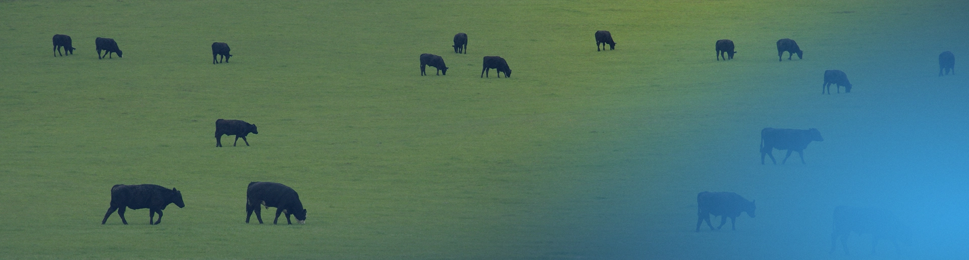 pasture angus cattle